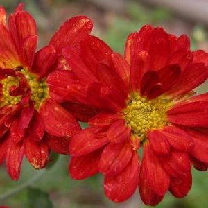 Meet your Posher, Mei-ling